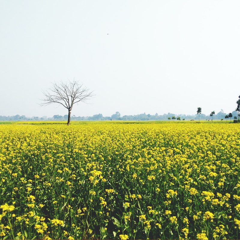 Green and Yellow Flower Field